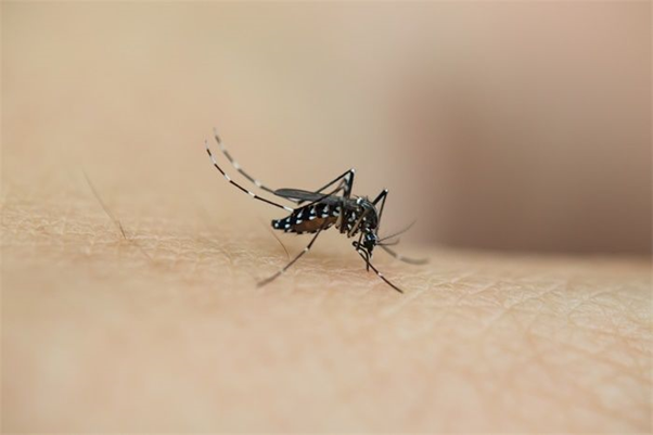 小福告诉你蚊子为什么不会灭绝
