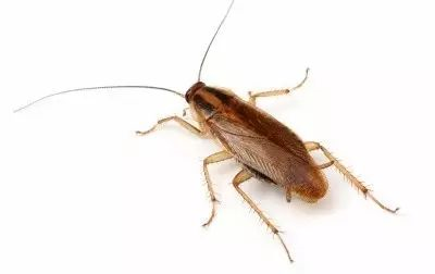 蟑螂的繁殖力与适应能力比你想象中的强