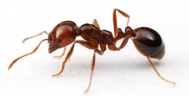 关于红火蚁，您应该知道的一些事儿